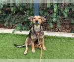 Small #1 Chihuahua Mix
