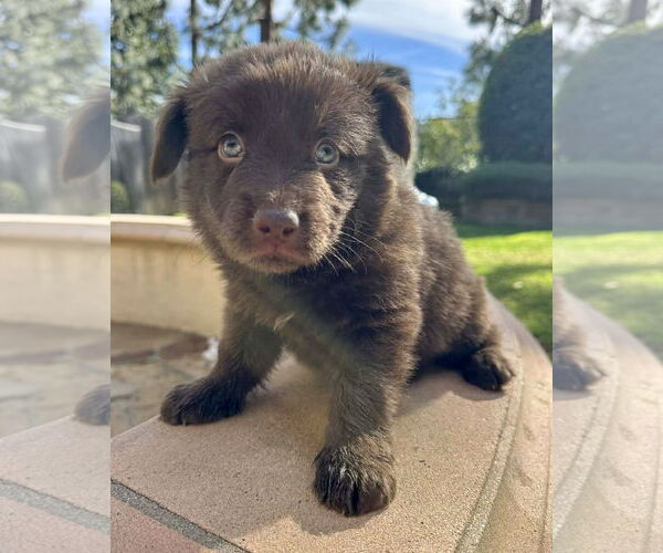 Medium Photo #1 American Pit Bull Terrier-Siberian Husky Mix Puppy For Sale in Corona, CA, USA