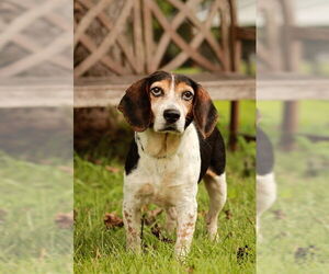 Beagle-Unknown Mix Dogs for adoption in Warrenton, VA, USA