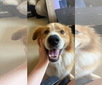 Small #3 Great Pyrenees Mix