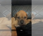 Small Photo #3 Dogue de Bordeaux-Muscle Mastiff Mix Puppy For Sale in COOKEVILLE, TN, USA
