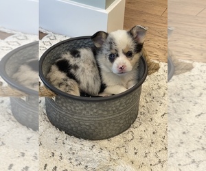 Pembroke Welsh Corgi Puppy for sale in CENTRALIA, IL, USA