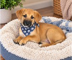 Mason - Male Aussiedor Dog for Adoption - Small photo
