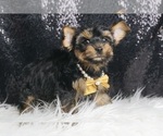 Puppy Cupcake Yorkshire Terrier