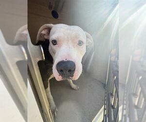 Mutt Dogs for adoption in Oklahoma City, OK, USA