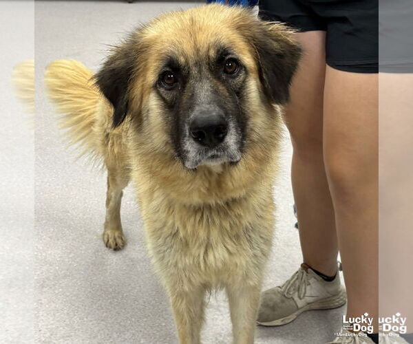 Medium Photo #5 Anatolian Shepherd-Unknown Mix Puppy For Sale in Washington, DC, USA