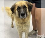 Small #4 Anatolian Shepherd Mix