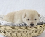 Puppy 3 Shiba Inu