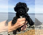 Small #3 Goldendoodle (Miniature)