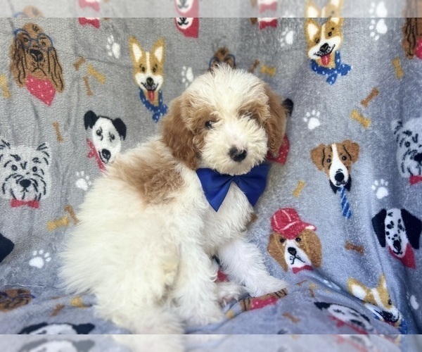Medium Photo #3 Cavapoo Puppy For Sale in LAKELAND, FL, USA