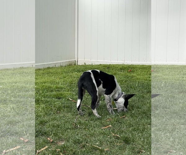 Medium Photo #5 Mutt Puppy For Sale in Sandy, UT, USA