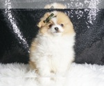 Puppy Mooshie AKC Pomeranian