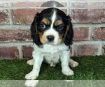 Small #7 Cavalier King Charles Spaniel