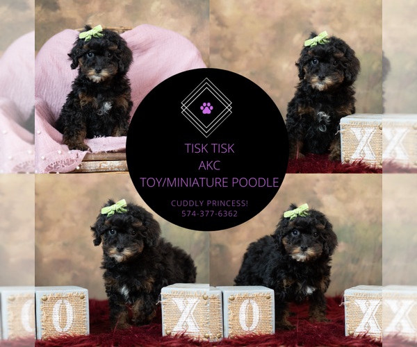 Medium Photo #8 Poodle (Toy) Puppy For Sale in WARSAW, IN, USA