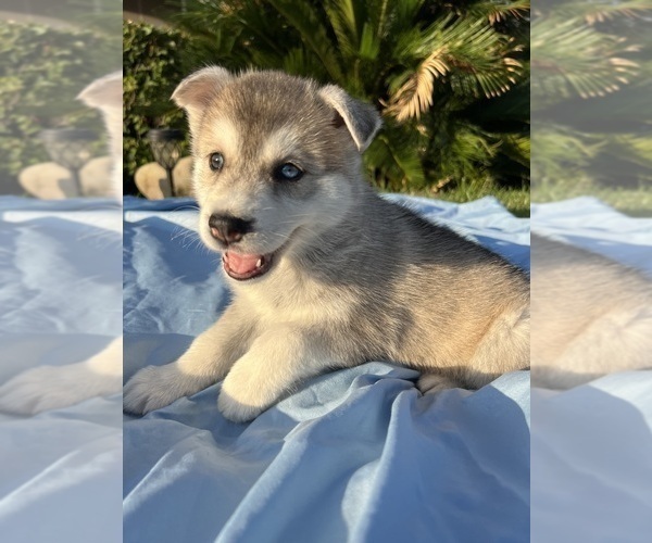 Medium Photo #3 Alaskan Husky-Siberian Husky Mix Puppy For Sale in RIVERSIDE, CA, USA