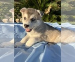 Small Photo #3 Alaskan Husky-Siberian Husky Mix Puppy For Sale in RIVERSIDE, CA, USA