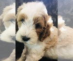 Small Photo #3 Labradoodle-Unknown Mix Puppy For Sale in PRICHARD, WV, USA
