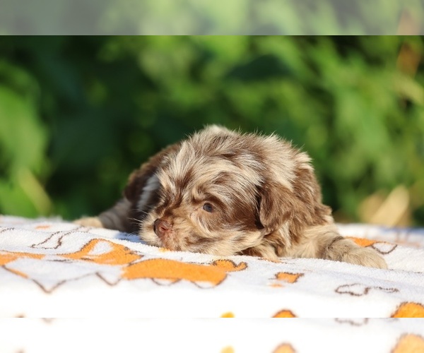 Medium Photo #19 ShihPoo Puppy For Sale in DYERSBURG, TN, USA