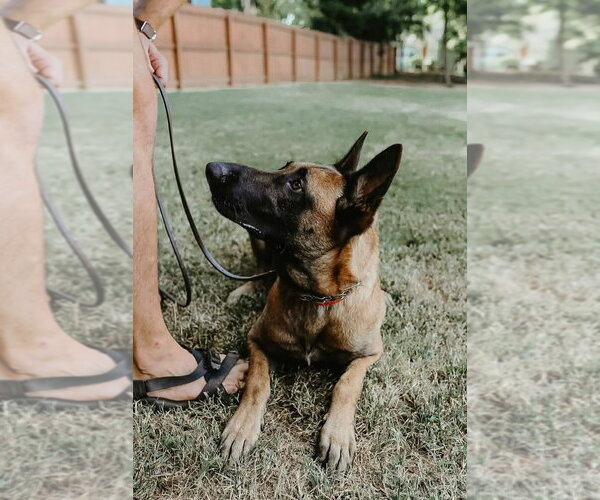 Medium Photo #2 Mutt Puppy For Sale in Imlay City, MI, USA