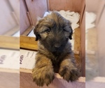 Small Photo #13 Catalan Sheepdog Puppy For Sale in SMALLWOOD, NY, USA