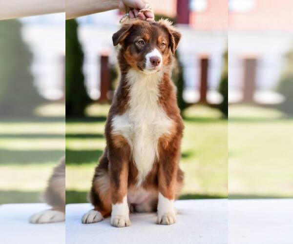 Medium Photo #1 Australian Shepherd Puppy For Sale in Warsaw, Mazovia, Poland