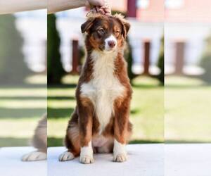 Australian Shepherd Puppy for sale in Warsaw, Mazovia, Poland