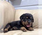 Small #6 Rottweiler