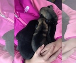 Small Photo #5 German Shepherd Dog Puppy For Sale in HARVEY, MI, USA
