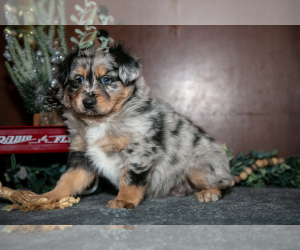 Medium Photo #2 Miniature Australian Shepherd Puppy For Sale in SHREVE, OH, USA