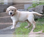 Small #1 Golden Retriever