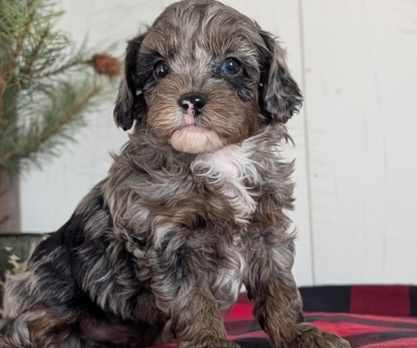 Medium Photo #7 Cockapoo (Miniature) Puppy For Sale in GOSHEN, IN, USA