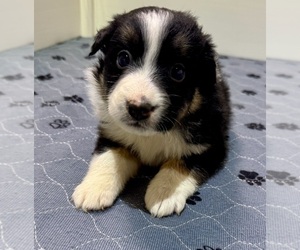 Medium Australian Shepherd