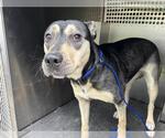 Small American Staffordshire Terrier-German Shepherd Dog Mix