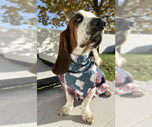MOMENT - Male Basset Hound Dog for Adoption - Photo #2