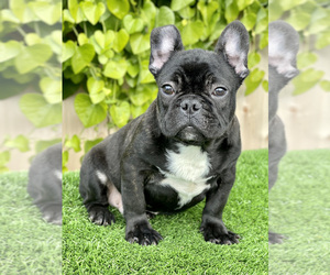 French Bulldog Puppy for sale in SAN DIEGO, CA, USA