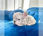 Small Photo #7 French Bulldog Puppy For Sale in VIRGINIA BEACH, VA, USA