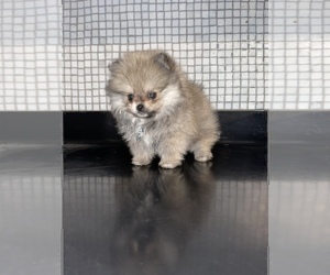 Pomeranian Puppy for sale in HAYWARD, CA, USA