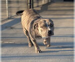 HULK - Male American Staffordshire Terrier-Unknown Mix Dog for Adoption - Small photo