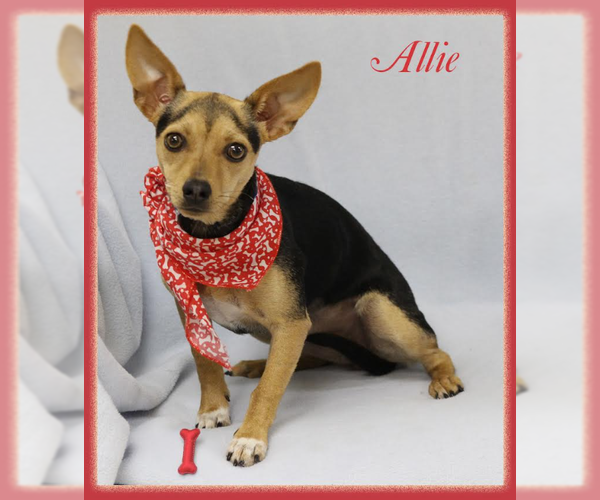 Medium Photo #6 Chihuahua-Unknown Mix Puppy For Sale in Cranston, RI, USA