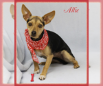 Small #5 Chihuahua Mix