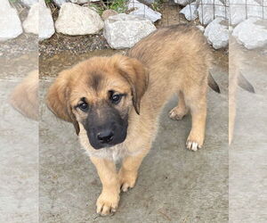 Golden Pyrenees Dogs for adoption in Tracy City, TN, USA