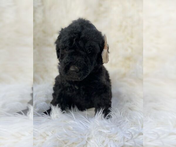 Medium Photo #1 Poodle (Standard) Puppy For Sale in PORTERVILLE, CA, USA