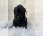 Small Photo #1 Poodle (Standard) Puppy For Sale in PORTERVILLE, CA, USA