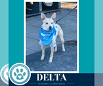 Delta 091926 - Female Chihuahua-Unknown Mix Dog for Adoption - Small photo