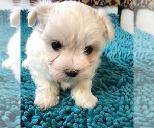 Maltese Puppy for sale in CHARBONNEAU, OR, USA