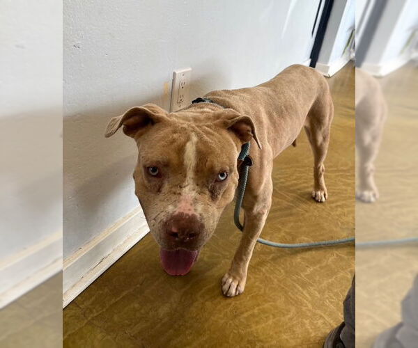 Medium Photo #5 American Pit Bull Terrier-Unknown Mix Puppy For Sale in phoenix, AZ, USA