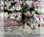 Small #8 Yorkshire Terrier