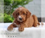 Small #3 Goldendoodle (Miniature)