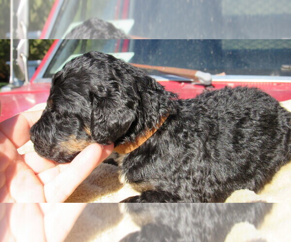 Medium Photo #2 Bernedoodle Puppy For Sale in BIG ROCK, IL, USA