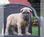 Small #2 Cane Corso